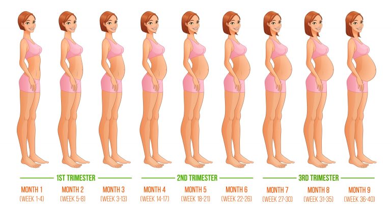 Pregnancy week by week. 3 Trimesters. 9 Months, 40 Weeks.